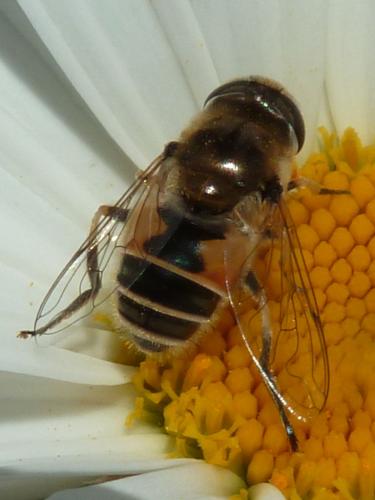 Eristalis arbustorum